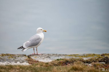 İrlanda 'da okyanusun kenarında duran tek bir martı.
