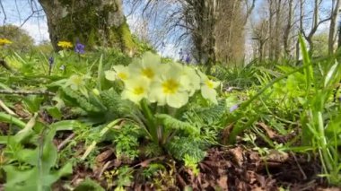 Çiçek açan kır çiçekleri baharın başlarında İrlanda 'nın kırsalında yetişiyor.