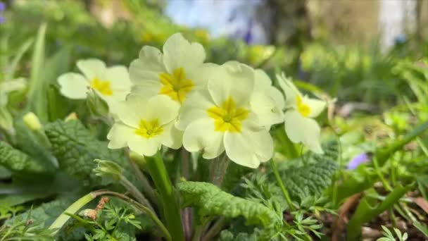 アイルランドの原生花園の閉鎖の映像 — ストック動画