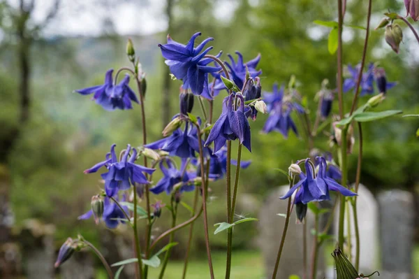 Columbine Wildflower Aquilegia Vulgaris Growing Scottish Highlands — 스톡 사진