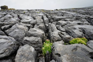 Batı İrlanda 'da Burren' deki kireçtaşı kayaları arasında kır çiçekleri yetişiyor.