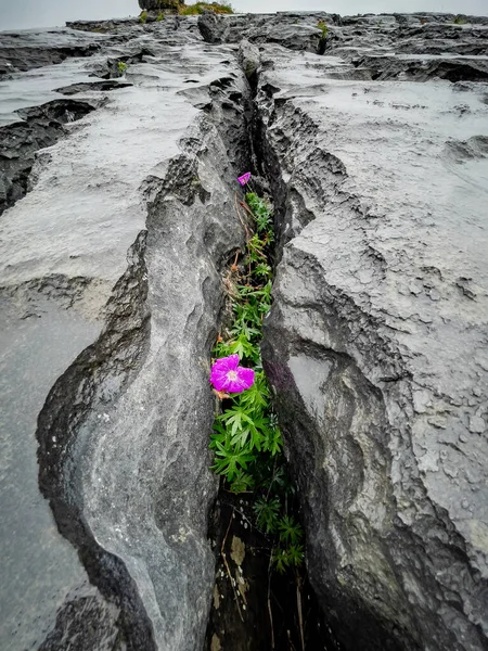 Wildflowers Growing Limestone Rocks Burren West Ireland — Stock Photo, Image