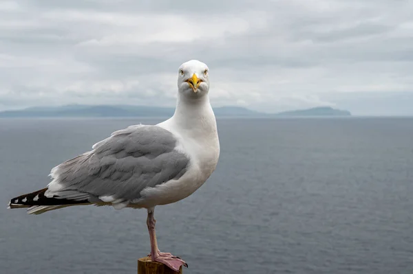 Närbild Mås Som Står Nära Dingles Kust Irland — Stockfoto