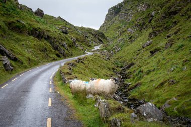 Sheep on the road of Ballaghbeama Gap in county Kerry Ireland