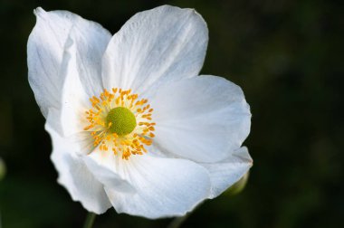 Beyaz bir Japon Anemonu 'na yaklaş.