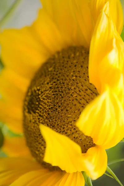 Деталь Соняшника Helianthus Зосередьтеся Розмові — стокове фото