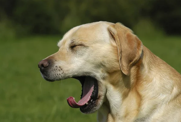 Retrato Perro Labrador Retriever Amarillo Bostezo — Foto de Stock