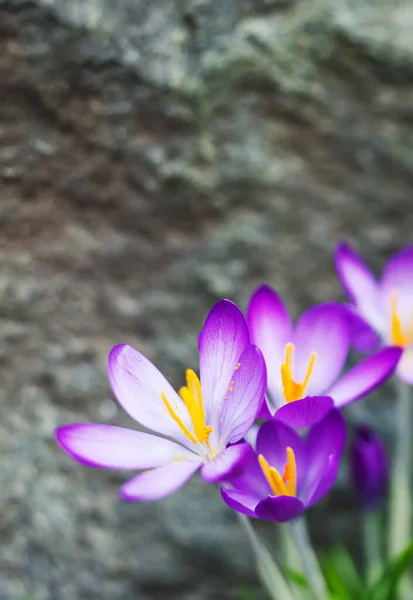 Фиолетовые Крокусы Цветы Цветущие Растения Селективный Фокус — стоковое фото