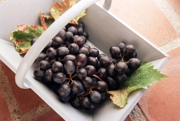 Rode Druiven Vitis Vinifera Een Mand Bovenaanzicht Van Wijndruiven — Stockfoto