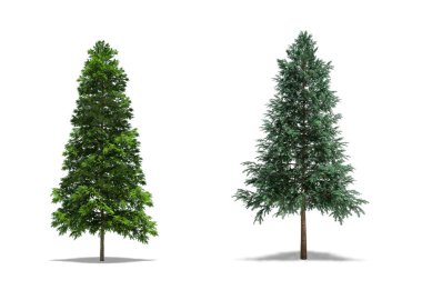 Norway Spruce (Picea abies) and Serbian Spruce (Picea omorika) Plant, Trees isolated on white Background, High Resolution clipart