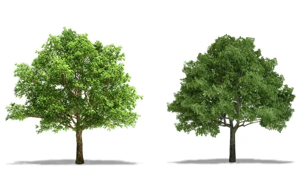 英语橡树 Quercus Robur 和柳树 Quercus Phellos 在白色背景下隔离 高分辨率 — 图库照片