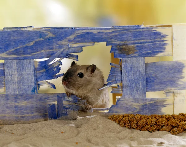 Gerbil Meriones Unguiculatus Vista Cerca Rata Ratón — Foto de Stock