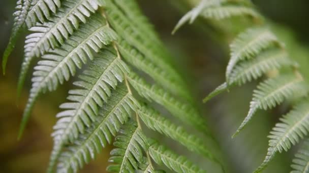 Folhas de samambaia verde com gotas de chuva na floresta tropical — Vídeo de Stock