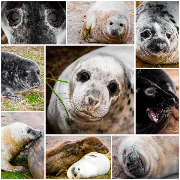 Collage fotografico di cuccioli di foca immagini — Foto Stock