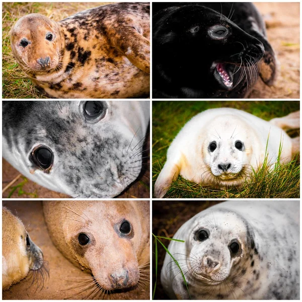 Fotocollage van baby zegels beelden — Stockfoto