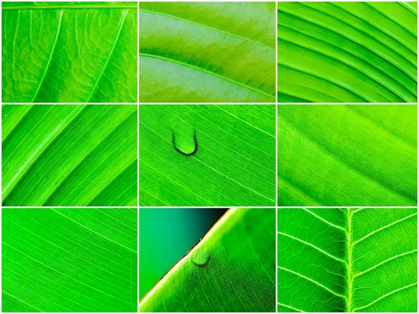 Fotókollázs a makró lövés zöld levelek, a természet mintázat háttér — Stock Fotó