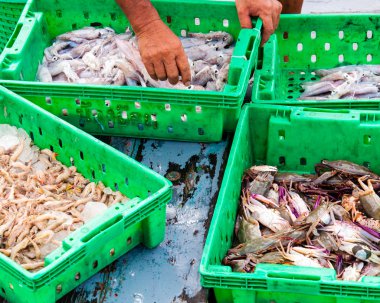 taze deniz ürünleri kutuları balık Market