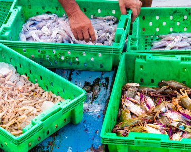taze deniz ürünleri kutuları balık Market