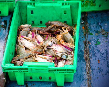 taze deniz ürünleri kutuları balık Market