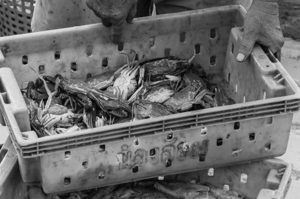 Krabben in de groene plastic doos op de vismarkt — Stockfoto
