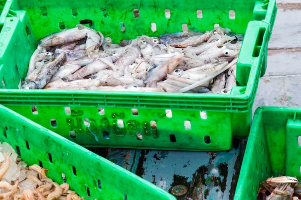 Čerstvé mořské plody v krabicích na rybím trhu — Stock fotografie