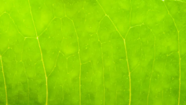Macro tiro de textura folha verde, fundo natureza — Fotografia de Stock