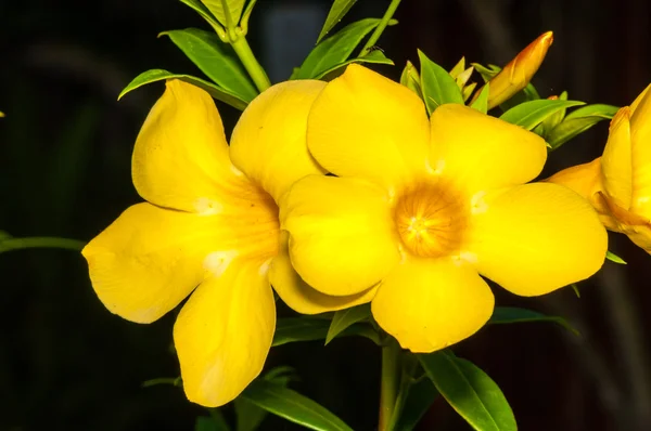 Vue de la fleur exotique jaune en Thaïlande — Photo