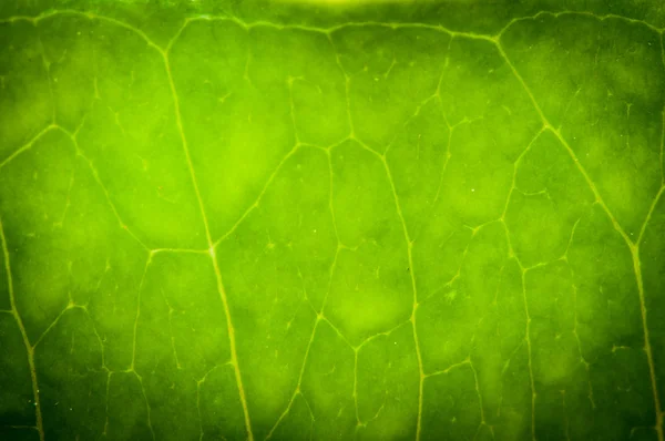 Macro shot of green leaf texture, nature background — Stock Photo, Image