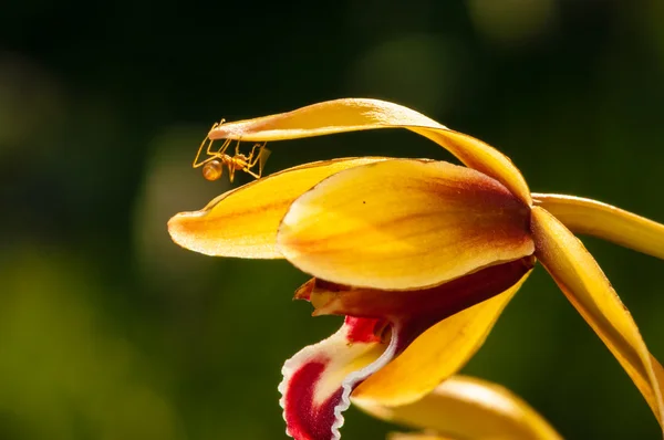 Makro çekim renkli bir orkide çiçek üzerinde yürüyen karınca — Stok fotoğraf