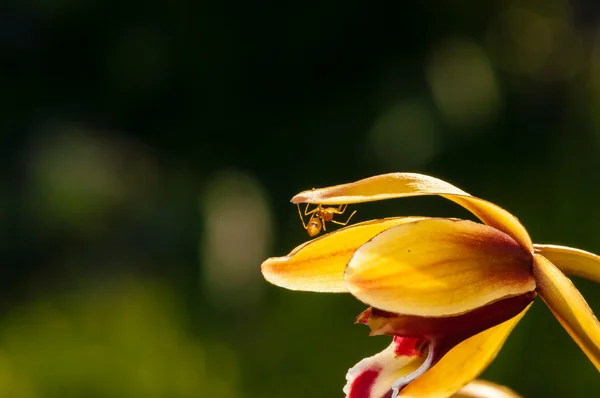 Makro çekim renkli bir orkide çiçek üzerinde yürüyen karınca — Stok fotoğraf
