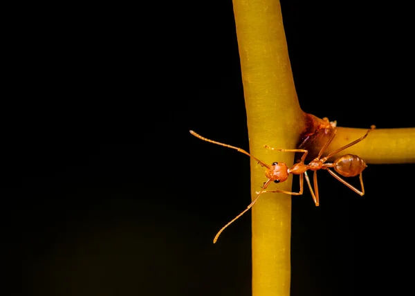 Makro snímek mravenec na barevné orchidej květina — Stock fotografie