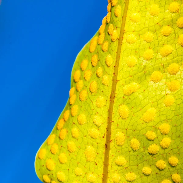 Makroaufnahme der grünen Blattstruktur, Naturhintergrund — Stockfoto