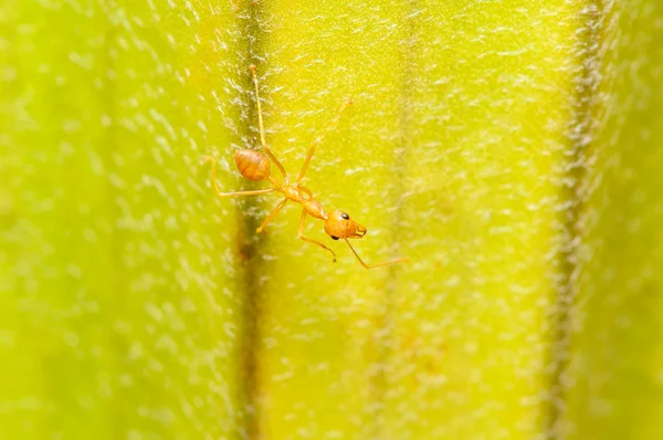 Makro snímek mravenec na zelený list — Stock fotografie