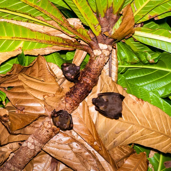 Piccoli pipistrelli appesi ad un albero, Thailandia — Foto Stock