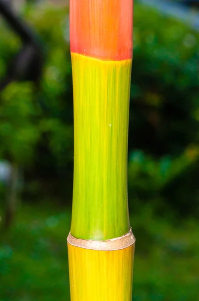 Macro tiro de textura de bambu verde, natureza backgroud — Fotografia de Stock