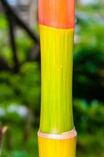 Macro tiro de textura de bambu verde, natureza backgroud — Fotografia de Stock