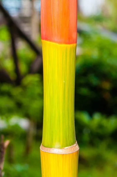 Makro zielony bambus tekstury, tła natura — Zdjęcie stockowe
