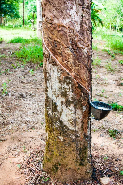 Lattice bianco estratto da un albero di gomma — Foto Stock