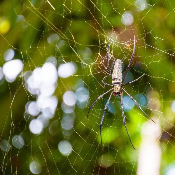 Grande araignée tropicale dans la toile — Photo