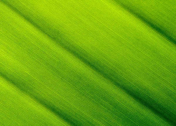 Macro shot of green leaf texture, nature background — Stock Photo, Image