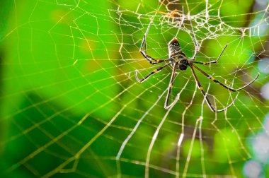 büyük tropikal örümcek web