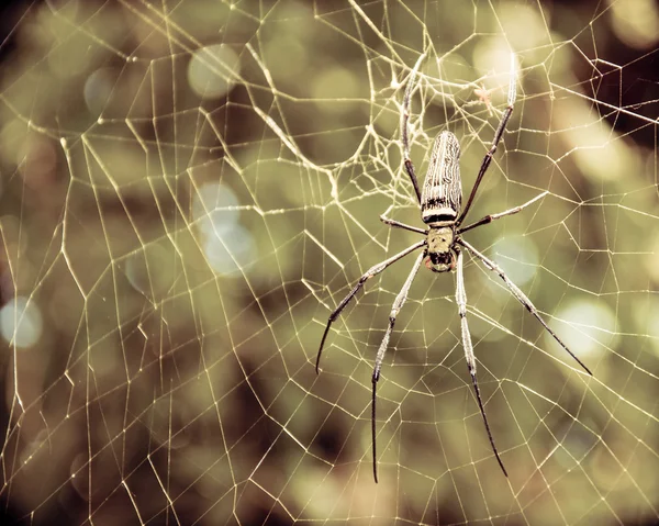 Large tropical spider in the web — Stock Photo, Image