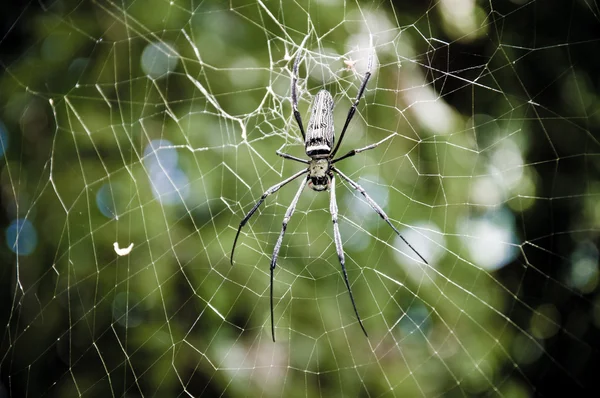 Large tropical spider in the web — Stock Photo, Image
