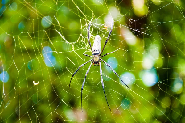 Large tropical spider in the web — Stock Photo, Image