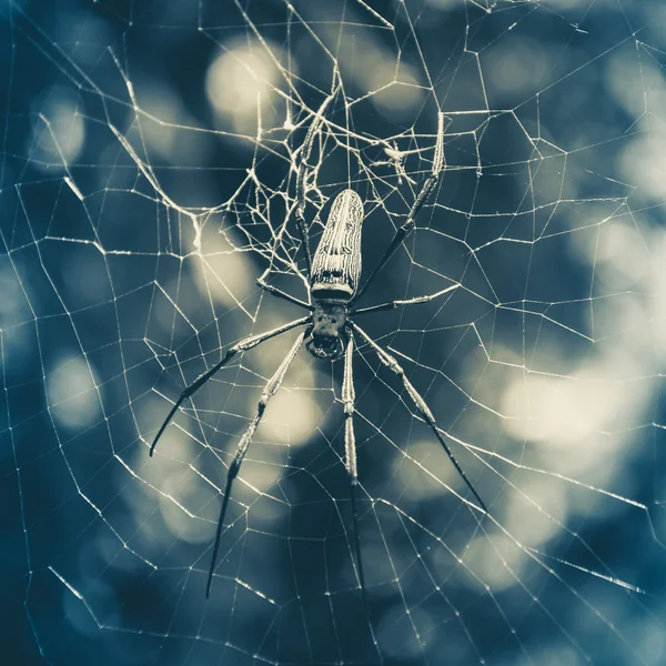 Stor tropisk spindel i nätet — Stockfoto