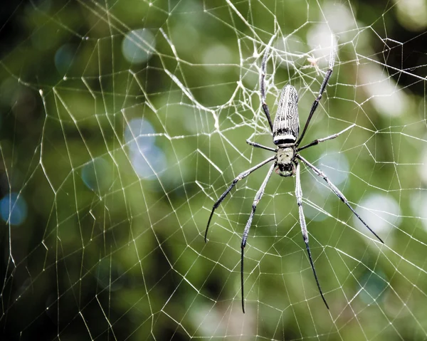 网站中的大型热带蜘蛛 — 图库照片