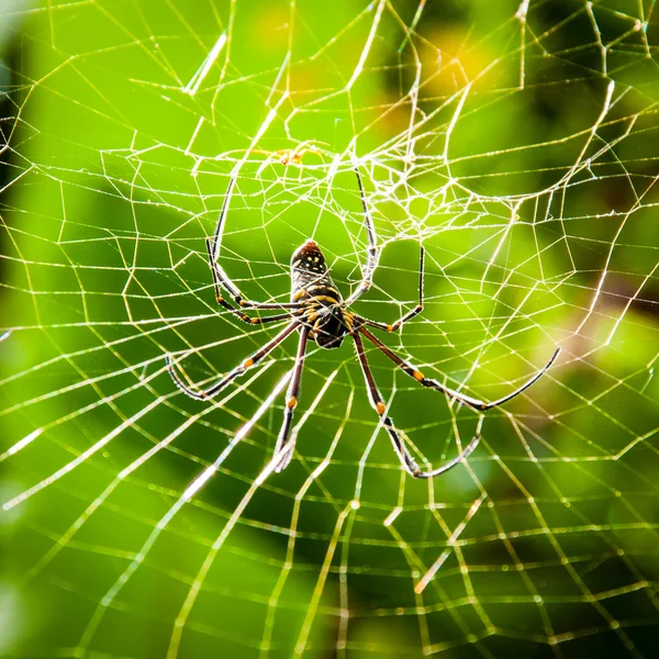 Stor tropisk spindel i nätet — Stockfoto