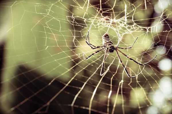 Большой тропический паук в паутине — стоковое фото