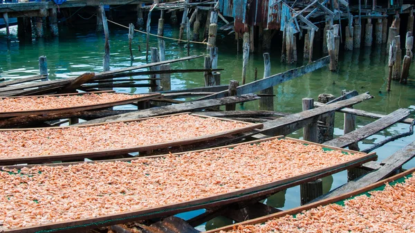 Close up on dried shrimps in the sun — Stock Photo, Image