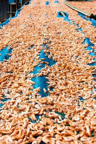 Zblízka na sušené krevety na slunci — Stock fotografie